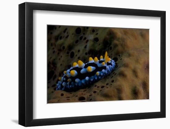 Phyllidia Coelestis Nudibranch, Beqa Lagoon, Fiji-Stocktrek Images-Framed Photographic Print