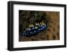 Phyllidia Coelestis Nudibranch, Beqa Lagoon, Fiji-Stocktrek Images-Framed Photographic Print