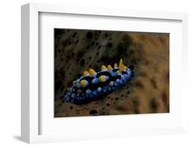 Phyllidia Coelestis Nudibranch, Beqa Lagoon, Fiji-Stocktrek Images-Framed Photographic Print