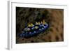 Phyllidia Coelestis Nudibranch, Beqa Lagoon, Fiji-Stocktrek Images-Framed Photographic Print