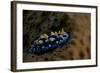 Phyllidia Coelestis Nudibranch, Beqa Lagoon, Fiji-Stocktrek Images-Framed Photographic Print