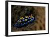 Phyllidia Coelestis Nudibranch, Beqa Lagoon, Fiji-Stocktrek Images-Framed Photographic Print