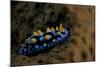 Phyllidia Coelestis Nudibranch, Beqa Lagoon, Fiji-Stocktrek Images-Mounted Photographic Print