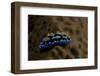 Phyllidia Coelestis Nudibranch, Beqa Lagoon, Fiji-Stocktrek Images-Framed Photographic Print