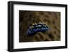 Phyllidia Coelestis Nudibranch, Beqa Lagoon, Fiji-Stocktrek Images-Framed Photographic Print