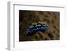 Phyllidia Coelestis Nudibranch, Beqa Lagoon, Fiji-Stocktrek Images-Framed Photographic Print