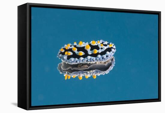 Phyllidia Coelestis Nudibranch on Blue Background-Stocktrek Images-Framed Stretched Canvas