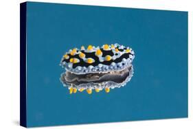 Phyllidia Coelestis Nudibranch on Blue Background-Stocktrek Images-Stretched Canvas