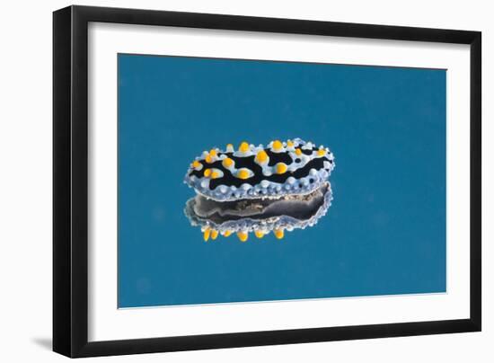 Phyllidia Coelestis Nudibranch on Blue Background-Stocktrek Images-Framed Photographic Print