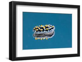 Phyllidia Coelestis Nudibranch on Blue Background-Stocktrek Images-Framed Photographic Print