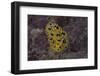 Phyllidia Ocellata Nudibranch-Stocktrek Images-Framed Photographic Print