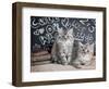 Phyllis & Jo-Rachael Hale-Framed Photographic Print