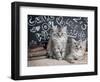 Phyllis & Jo-Rachael Hale-Framed Photographic Print