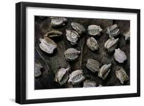 Phyllium Giganteum (Giant Malaysian Leaf Insect, Walking Leaf) - Eggs-Paul Starosta-Framed Photographic Print