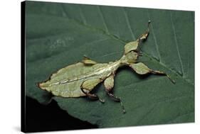 Phyllium Giganteum (Giant Malaysian Leaf Insect, Walking Leaf) - Larva-Paul Starosta-Stretched Canvas