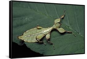 Phyllium Giganteum (Giant Malaysian Leaf Insect, Walking Leaf) - Larva-Paul Starosta-Framed Stretched Canvas