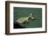 Phyllium Giganteum (Giant Malaysian Leaf Insect, Walking Leaf) - Larva-Paul Starosta-Framed Photographic Print