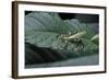 Phyllium Giganteum (Giant Malaysian Leaf Insect, Walking Leaf) - Larva-Paul Starosta-Framed Photographic Print