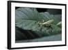 Phyllium Giganteum (Giant Malaysian Leaf Insect, Walking Leaf) - Larva-Paul Starosta-Framed Photographic Print