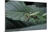 Phyllium Giganteum (Giant Malaysian Leaf Insect, Walking Leaf) - Larva-Paul Starosta-Mounted Photographic Print