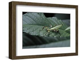 Phyllium Giganteum (Giant Malaysian Leaf Insect, Walking Leaf) - Larva-Paul Starosta-Framed Photographic Print