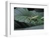 Phyllium Giganteum (Giant Malaysian Leaf Insect, Walking Leaf) - Larva-Paul Starosta-Framed Photographic Print