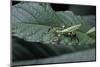 Phyllium Giganteum (Giant Malaysian Leaf Insect, Walking Leaf) - Larva-Paul Starosta-Mounted Photographic Print