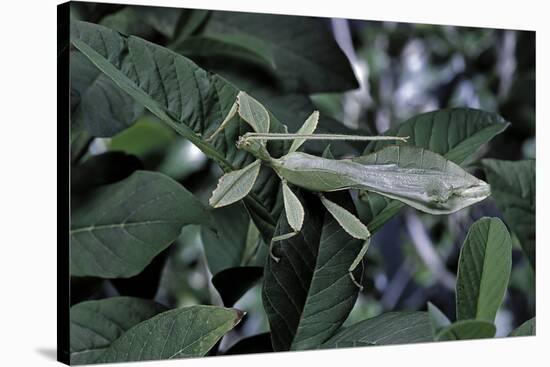 Phyllium Giganteum (Giant Malaysian Leaf Insect, Walking Leaf) - Male-Paul Starosta-Stretched Canvas