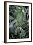 Phyllium Giganteum (Giant Malaysian Leaf Insect, Walking Leaf)-Paul Starosta-Framed Photographic Print