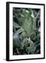 Phyllium Giganteum (Giant Malaysian Leaf Insect, Walking Leaf)-Paul Starosta-Framed Photographic Print