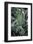 Phyllium Giganteum (Giant Malaysian Leaf Insect, Walking Leaf)-Paul Starosta-Framed Photographic Print