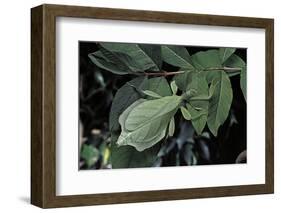 Phyllium Giganteum (Giant Malaysian Leaf Insect, Walking Leaf)-Paul Starosta-Framed Photographic Print