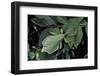Phyllium Giganteum (Giant Malaysian Leaf Insect, Walking Leaf)-Paul Starosta-Framed Photographic Print