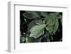 Phyllium Giganteum (Giant Malaysian Leaf Insect, Walking Leaf)-Paul Starosta-Framed Photographic Print