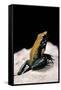 Phyllobates Bicolor (Black-Legged Dart Frog)-Paul Starosta-Framed Stretched Canvas