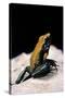 Phyllobates Bicolor (Black-Legged Dart Frog)-Paul Starosta-Stretched Canvas