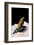 Phyllobates Bicolor (Black-Legged Dart Frog)-Paul Starosta-Framed Photographic Print