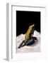 Phyllobates Bicolor (Black-Legged Dart Frog)-Paul Starosta-Framed Photographic Print