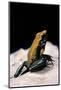 Phyllobates Bicolor (Black-Legged Dart Frog)-Paul Starosta-Mounted Photographic Print