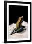 Phyllobates Bicolor (Black-Legged Dart Frog)-Paul Starosta-Framed Photographic Print