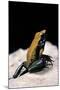 Phyllobates Bicolor (Black-Legged Dart Frog)-Paul Starosta-Mounted Photographic Print