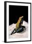 Phyllobates Bicolor (Black-Legged Dart Frog)-Paul Starosta-Framed Photographic Print