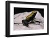 Phyllobates Bicolor (Black-Legged Dart Frog)-Paul Starosta-Framed Photographic Print