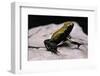 Phyllobates Bicolor (Black-Legged Dart Frog)-Paul Starosta-Framed Photographic Print