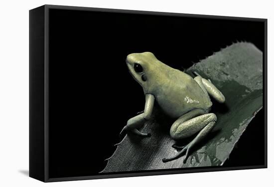 Phyllobates Terribilis F. Mint (Golden Poison Frog)-Paul Starosta-Framed Stretched Canvas
