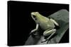 Phyllobates Terribilis F. Mint (Golden Poison Frog)-Paul Starosta-Stretched Canvas