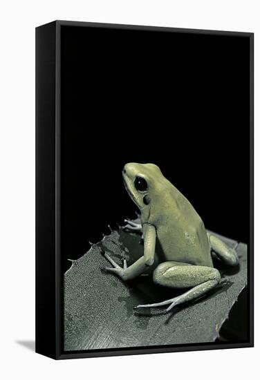 Phyllobates Terribilis F. Mint (Golden Poison Frog)-Paul Starosta-Framed Stretched Canvas