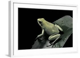 Phyllobates Terribilis F. Mint (Golden Poison Frog)-Paul Starosta-Framed Photographic Print