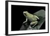 Phyllobates Terribilis F. Mint (Golden Poison Frog)-Paul Starosta-Framed Photographic Print