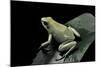 Phyllobates Terribilis F. Mint (Golden Poison Frog)-Paul Starosta-Mounted Photographic Print